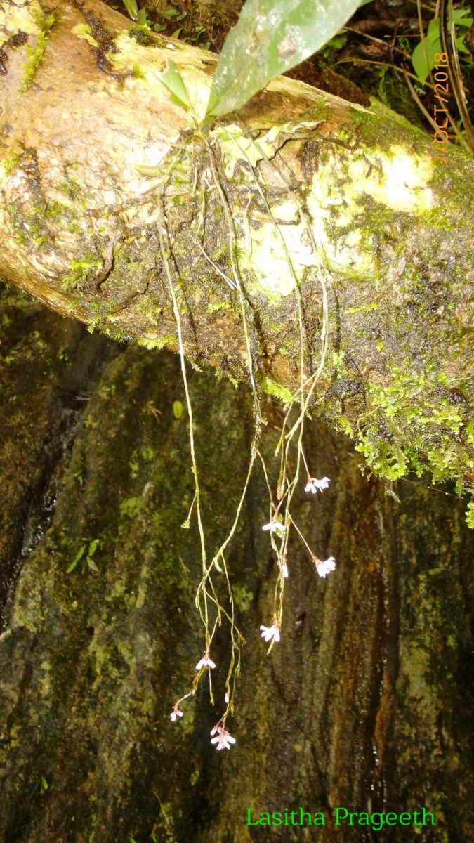 Sirhookera lanceolata (Wight) Kuntze